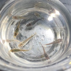 ダルマMIX🐟若魚10匹の画像