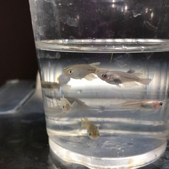 ダルマMIX🐟若魚10匹の画像