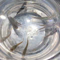 ダルマMIX🐟若魚10匹の画像