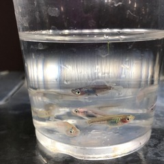 ダルマMIX🐟若魚10匹の画像