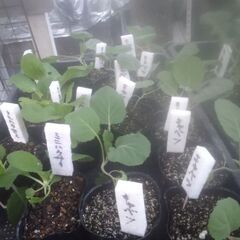 野菜苗5点200円コーナーにかき菜、スナップエンドウの苗を追加品出ししました。の画像