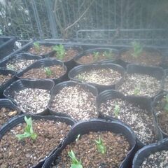 野菜苗5点200円コーナーにかき菜、スナップエンドウの苗を追加品出ししました。の画像