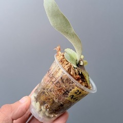 ビカクシダ　veitchii(子株)の画像