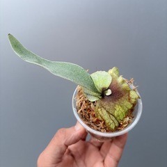 ビカクシダ　veitchii(子株)の画像