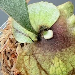 ビカクシダ　veitchii(子株)の画像