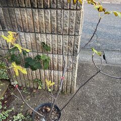 ロングドゥート4本立て　大苗　　約110ｃｍ幅約60～70ｃｍ　夏秋兼用　7月～12月上旬まで収穫　豊産性　の画像