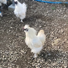 決まりました_ウコッケイ オス2羽の画像