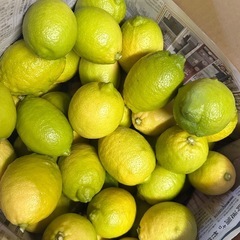 因島産レモン　
8キロの画像