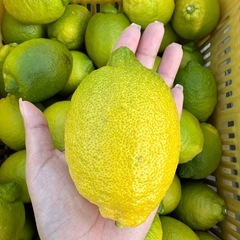 因島産レモン　
8キロの画像