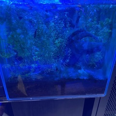 水槽の画像