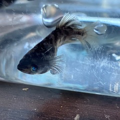 墨碧眼　体外光の画像