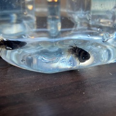 墨碧眼　体外光の画像