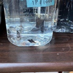 墨碧眼　体外光の画像