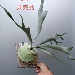 ビカクシダ　veitchii(子株)の画像