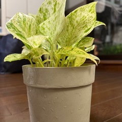 美苗！大苗・鉢ごと・斑入りポトス（マーブルクイーン）観葉植物の画像