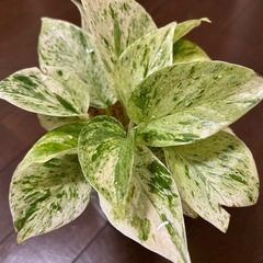 美苗！大苗・鉢ごと・斑入りポトス（マーブルクイーン）観葉植物の画像