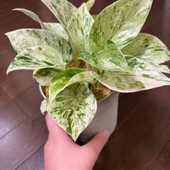 美苗！大苗・鉢ごと・斑入りポトス（マーブルクイーン）観葉植物の画像