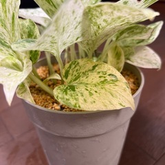 美苗！大苗・鉢ごと・斑入りポトス（マーブルクイーン）観葉植物の画像