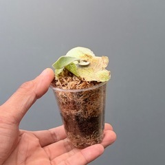 ビカクシダveitchii　(子株)の画像