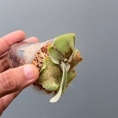 ビカクシダveitchii　(子株)の画像