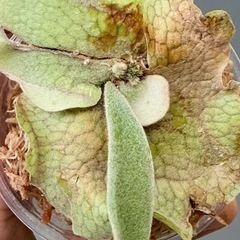 ビカクシダveitchii　(子株)の画像