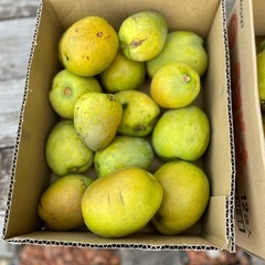 かりん　花梨の実  の画像