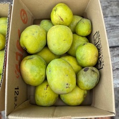 かりん　花梨の実  の画像