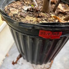 ロングドゥート4本立て　大苗　　約110ｃｍ幅約60～70ｃｍ　夏秋兼用　7月～12月上旬まで収穫　豊産性　の画像