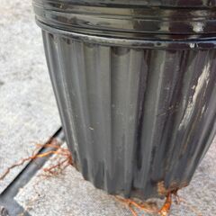 ロングドゥート4本立て　大苗　　約110ｃｍ幅約60～70ｃｍ　夏秋兼用　7月～12月上旬まで収穫　豊産性　の画像