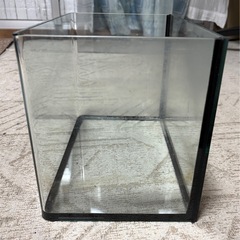 ガラス水槽1本の画像