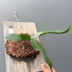 ビカクシダ　　P.Alcicorne africaの画像