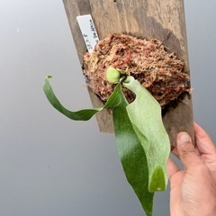 ビカクシダ　　P.Alcicorne africaの画像