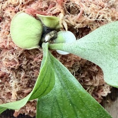 ビカクシダ　　P.Alcicorne africaの画像