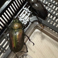 ニジイロクワガタピカール2ペア※訳ありの画像