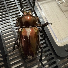 ニジイロクワガタピカール2ペア※訳ありの画像