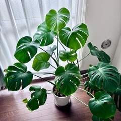 🌿 モンステラをお譲りします 🌿の画像