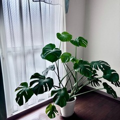 🌿 モンステラをお譲りします 🌿の画像