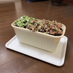 鉢ごと・フィットニア・観葉植物の画像