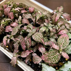 鉢ごと・フィットニア・観葉植物の画像