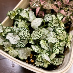 鉢ごと・フィットニア・観葉植物の画像