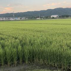 fine22 様 専用 新米 米 コメ 令和７年度産 キヌヒカリ 生産農家 精米 10キロ 10kg 滋賀産 現金払い 引き取り限定の画像