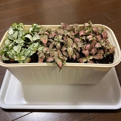 鉢ごと・フィットニア・観葉植物の画像