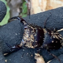 山梨県産WDオオクワガタペアの画像