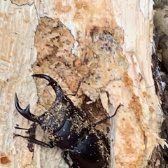 山梨県産WDオオクワガタペアの画像