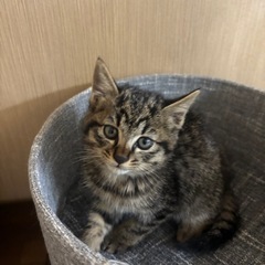 里親決定　　キジトラ子猫🐈‍⬛