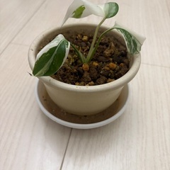 斑入りモンステラの画像