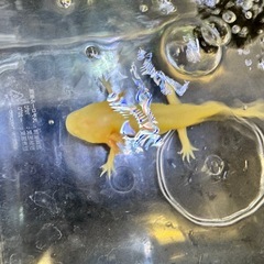 ウーパールーパーゴールデン
の画像