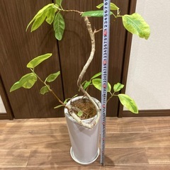 観葉植物の画像