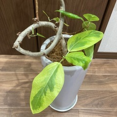 観葉植物の画像