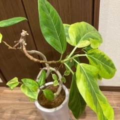 観葉植物の画像